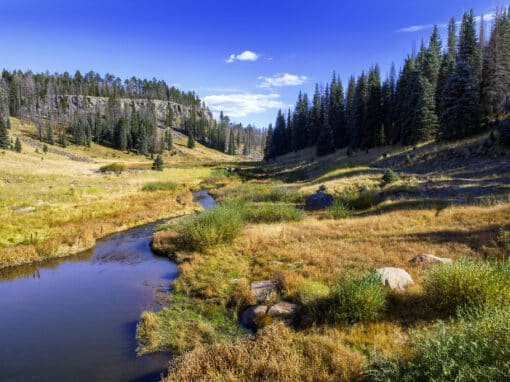 Real Estate Agents in Arizona’s White Mountains