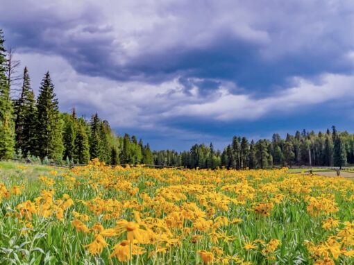 Cabin Lodging And Places to Stay In The Arizona White Mountains