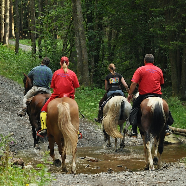 Horseback riding and stables in the Arizona White Mountains