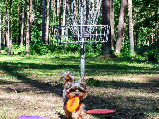 Disc Golf Adventures in Arizona’s White Mountains