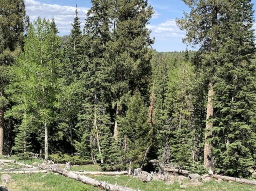 The Land of Pioneers Trail in the Arizona White Mountains