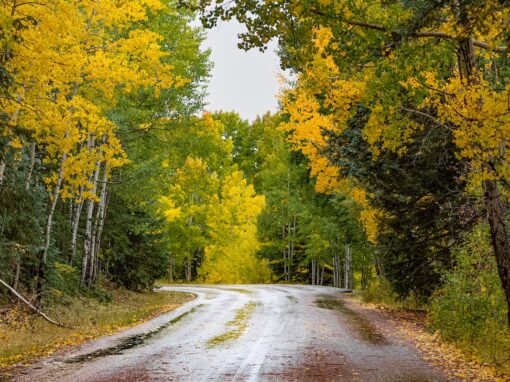 The Ultimate Fall Color Day Trip In The Arizona White Mountains