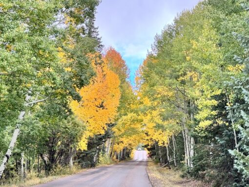 Fall Colors in Arizonas White Mountains