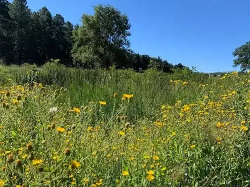 Off-Grid Living in Arizona’s White Mountains