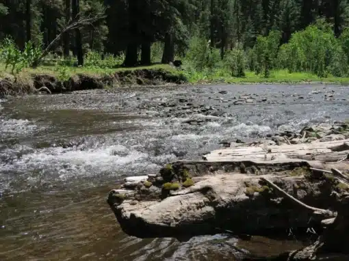 7 Best Hiking Trails Near Alpine Arizona