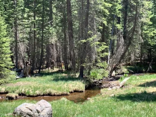 5 Best Campgrounds Near Alpine Arizona
