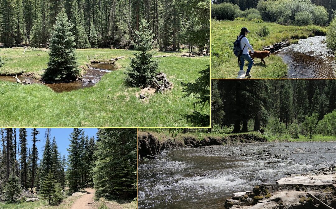 Discover the Top 14 Things to Do in Arizona White Mountains