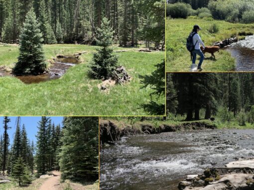 Discover the Top 14 Things to Do in Arizona White Mountains