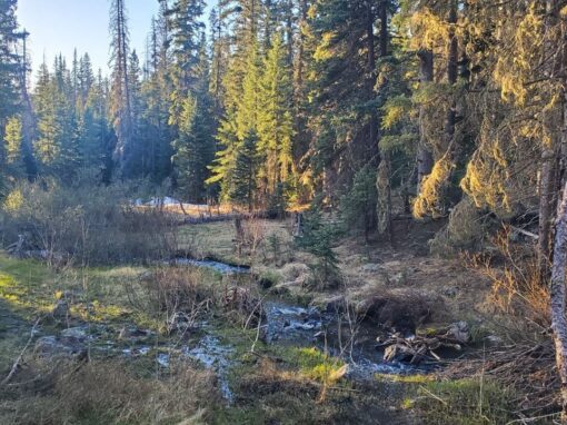 Exploring the Breathtaking East Baldy Trail in the Arizona White Mountains