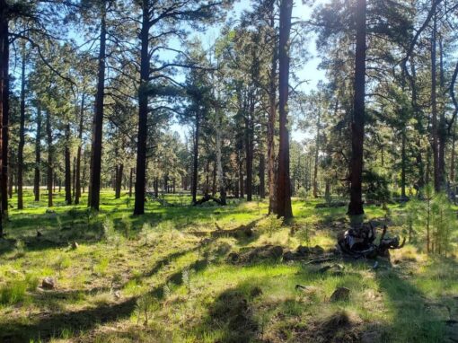 Explore the Scenic Ponderosa Loop Trail at Squirrel Springs Recreation Area in Arizona’s White Mountains