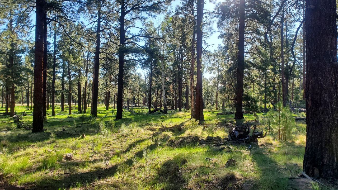 Ponderosa Loop Trail