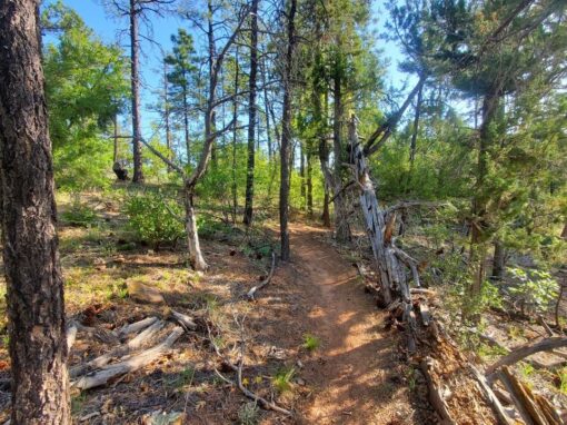 Discover the Beauty of Buena Vista Trail #637 in the Arizona White Mountains