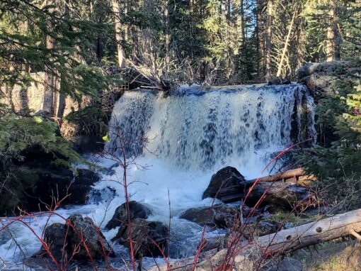 Discover the Beauty of Government Springs Trail in Arizona White Mountains