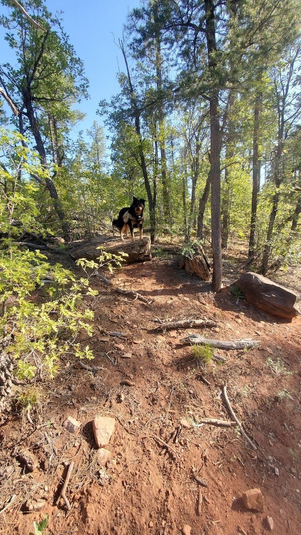 Buena Vista Trail #637