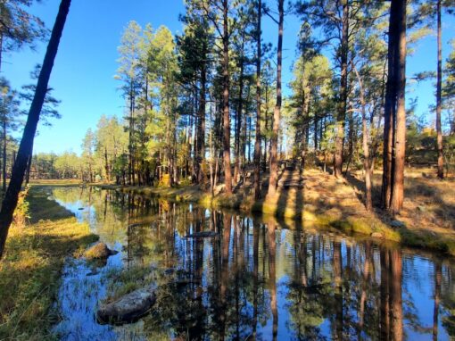 Discover Springs Trail #633 in Arizona’s White Mountains: A Hiker’s Paradise