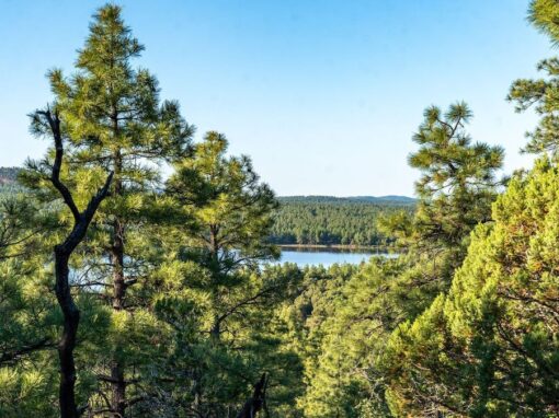 The Call of the White Mountains: Timber Mesa Trail #636