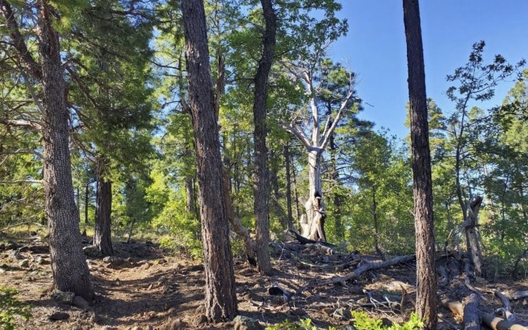 The Challenging Blue Ridge Trail 107 Near Pinetop-Lakeside, AZ