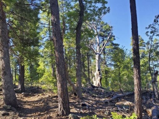 The Challenging Blue Ridge Trail 107 Near Pinetop-Lakeside, AZ