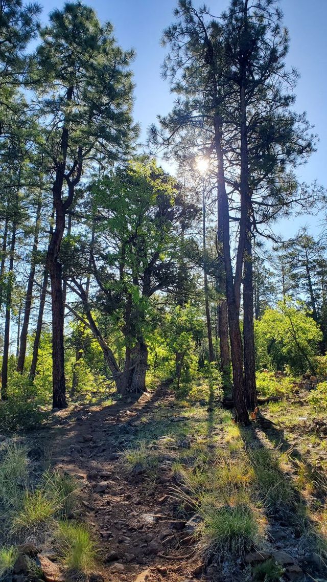 Blue Ridge Trail #107