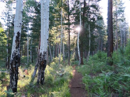 Discover the Beauty of Los Burros Trail in the Arizona White Mountains
