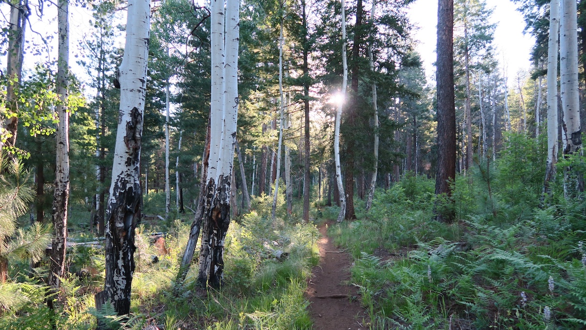 Los Burros Trail