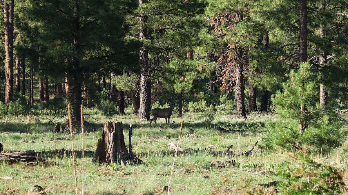 Los Burros Trail Los Burros Trail