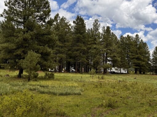 Dispersed Camping in Arizona’s Alpine Ranger District