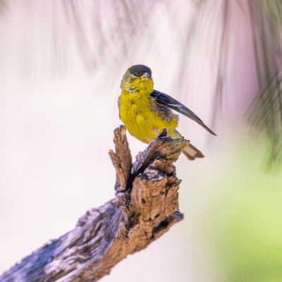 Birdwatching in the Arizona White Mountains