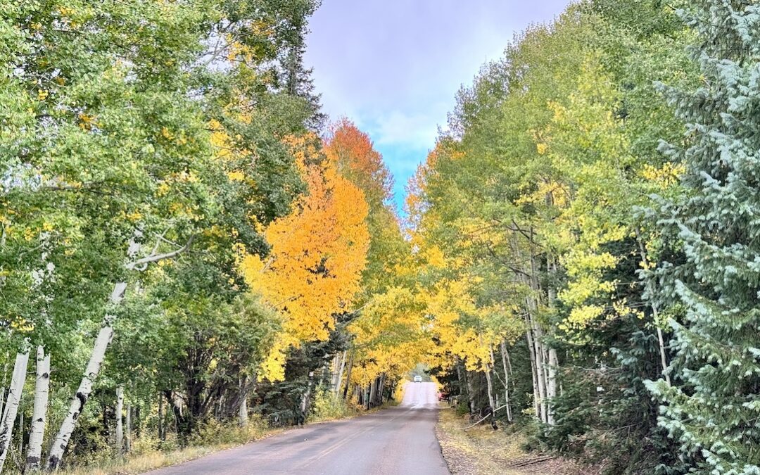Arizona White Mountain Scenic Day Trips