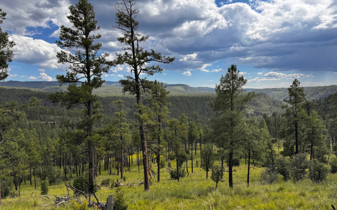KP Cienega Campground