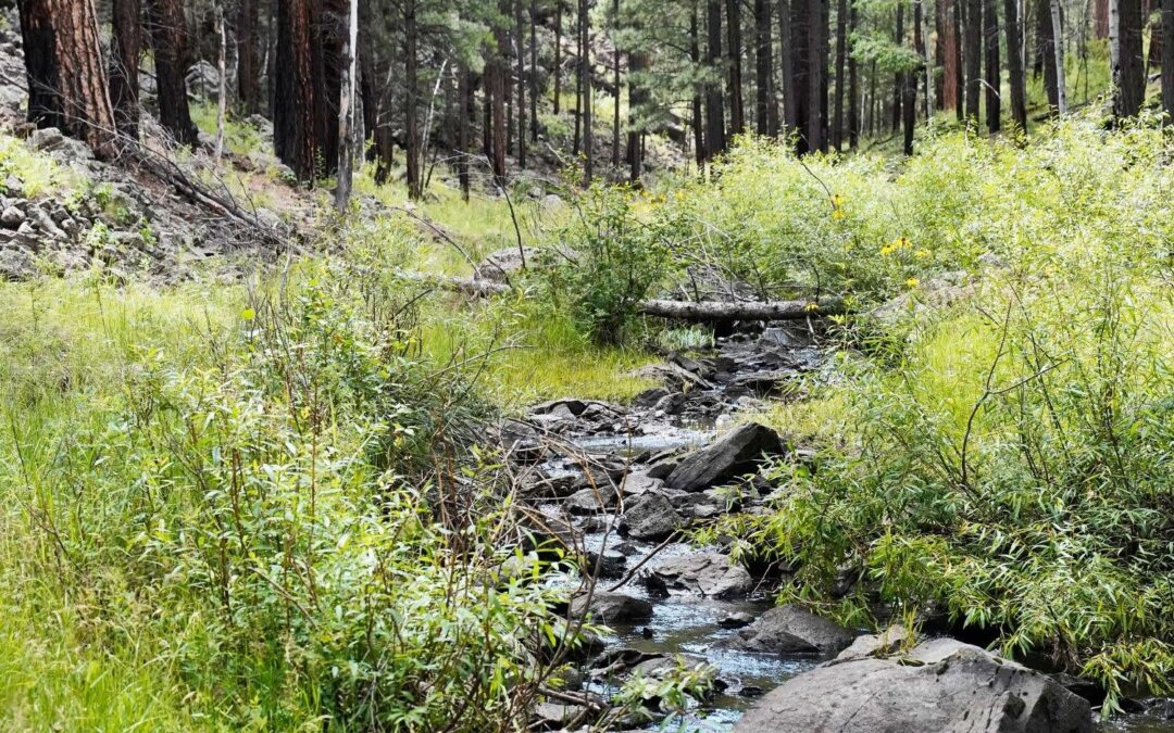 Benny Creek