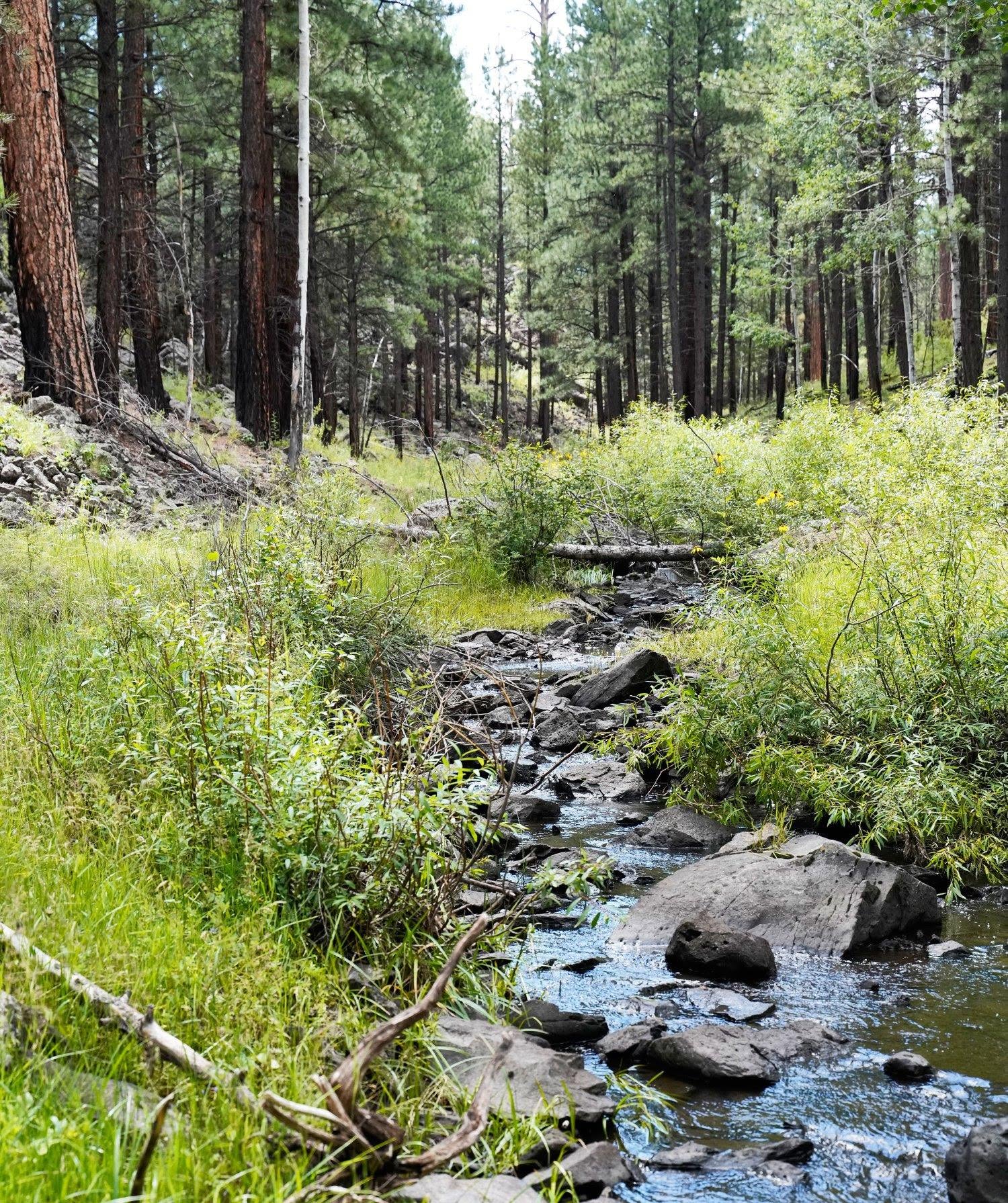 Benny Creek
