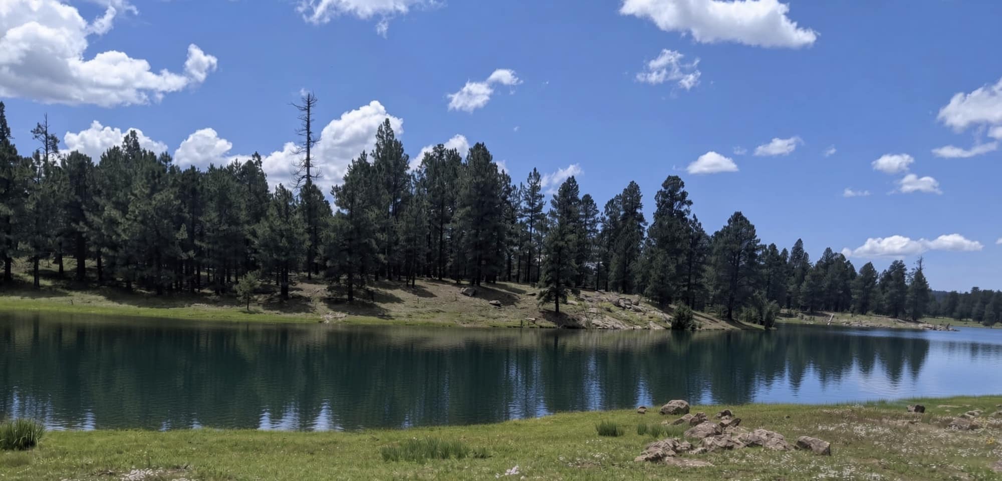 Christmas Tree Lake