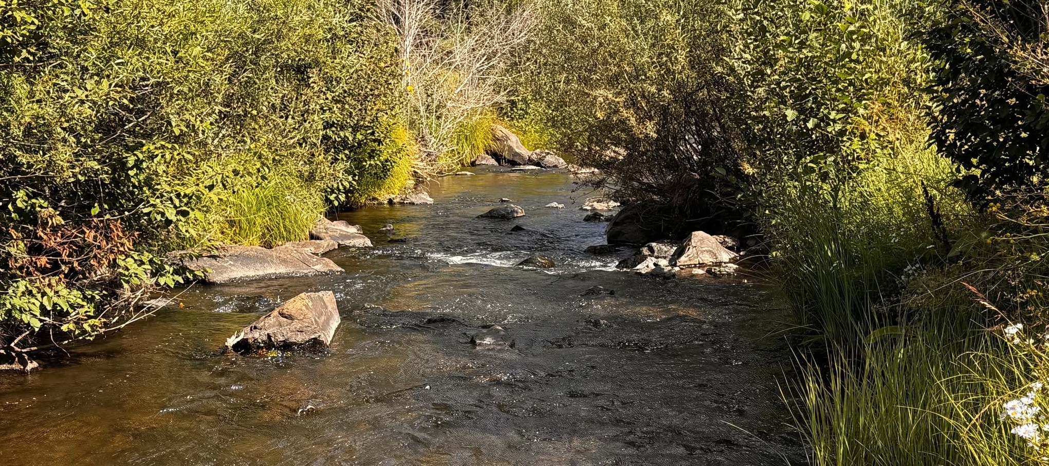 East Fork of the Little Colorado River