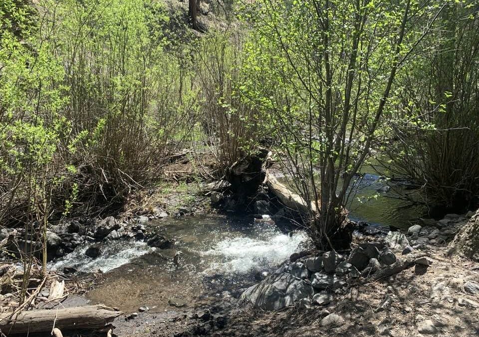 South Fork of the Little Colorado River